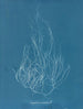 Gigartina acicularis - Anna Atkins — vista de la obra