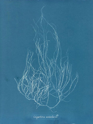 Anna Atkins - Gigartina acicularis.webp