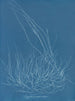 Gigartina confervoides - Anna Atkins — vista de la obra