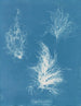 Gigartina pliée - Anna Atkins — vista de la obra