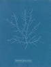 Gigartina purpurascens - Anna Atkins — vista de la obra