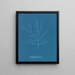 Gigartina purpurascens - Anna Atkins — cuadro enmarcado en la pared