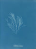 Griffithsia corallina - Anna Atkins | Cuadro — vista de la obra