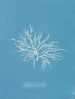 Griffithsia equisetifolia - Anna Atkins — vista de la obra
