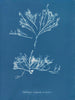 Halidrys siliquosa - Anna Atkins — artwork view
