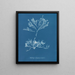 Halidrys siliquosa - Anna Atkins — framed artwork on a wall