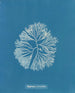 Halymenia furcellata - Anna Atkins — vista de la obra