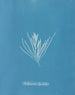 Hylemenia ligulata - Anna Atkins — vista de la obra