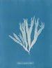Halymenia ligulata var. latifolia - Anna Atkins — vista de la obra