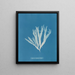 Halymenia ligulata var. latifolia - Anna Atkins — cuadro enmarcado en la pared