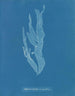 Halymenia ligulata var. ramentacea - Anna Atkins — vista de la obra