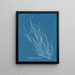 Helminthocladia Griffithsiana - Anna Atkins — framed artwork on a wall