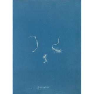 Anna Atkins - Jania rubens.webp