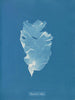 Kalymenia Dubyi - Anna Atkins — vista de la obra
