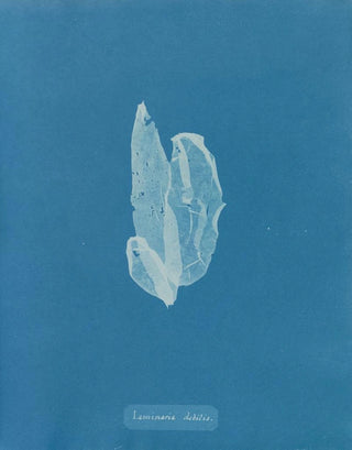 Anna Atkins - Laminaria debilis.webp
