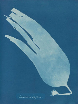 Anna Atkins - Laminaria digitata.webp
