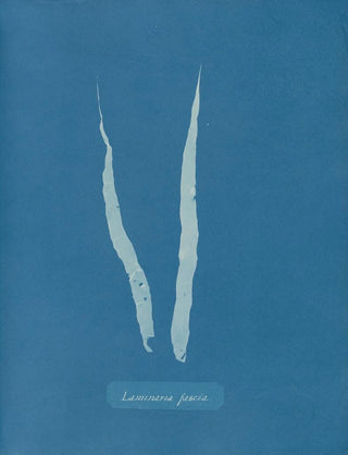 Anna Atkins - Laminaria fascia.webp