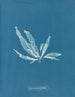 Laminaria phyllitis - Anna Atkins — vista de la obra