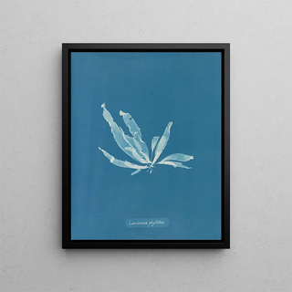 Anna Atkins - Laminaria phyllitis.webp