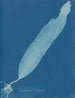 Laminaria saccharina - Anna Atkins — vista de la obra
