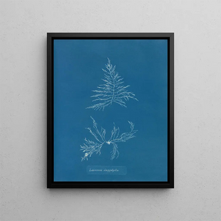 Anna Atkins - Laurencia dasyphylla.webp