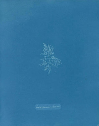 Anna Atkins - Laurencia obtusa.webp