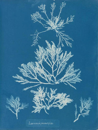 Anna Atkins - Laurencia pinnatifida.webp