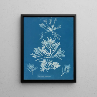 Anna Atkins - Laurencia pinnatifida.webp