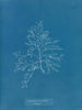 Laurencia pinnatifida en angusta - Anna Atkins — vista de la obra