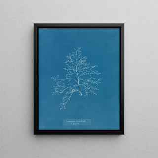 Anna Atkins - Laurencia pinnatifida v angusta.webp