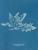 Laurencia pinnatifida var. angusta - Anna Atkins — vista de la obra