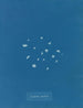 Bordure de lichen - Anna Atkins — vista de la obra