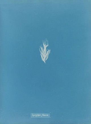 Anna Atkins - Lyngbya flacca.webp