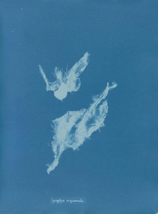 Anna Atkins - Lyngbya majuscula.webp