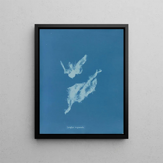 Anna Atkins - Lyngbya majuscula.webp