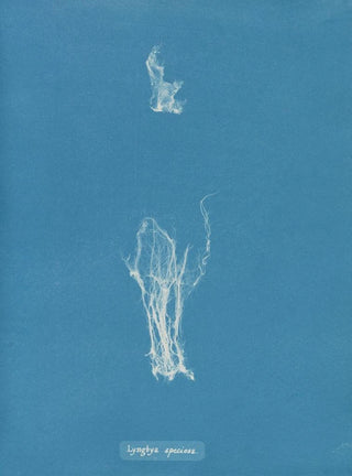 Anna Atkins - Lyngbya speciosa.webp