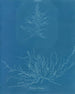 Mesogloia Hudsonii - Anna Atkins — vista de la obra
