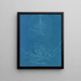 Mesogloia Hudsonii - Anna Atkins — cuadro enmarcado en la pared