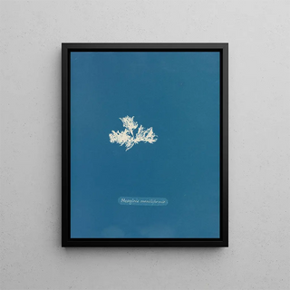 Anna Atkins - Mesogloia moniliformis.webp