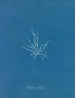 Mesogloia mutifida - Anna Atkins — vista de la obra