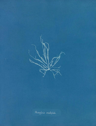 Anna Atkins - Mesogloia mutifida.webp