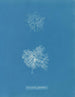 Microcladia glandulosa painting - Anna Atkins — artwork view