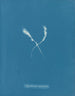 Myriotrichia claviformis - Anna Atkins — vista de la obra