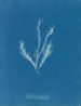 Myriotrichia filiformis - Anna Atkins — vista de la obra