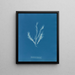 Myriotrichia filiformis - Anna Atkins — cuadro enmarcado en la pared