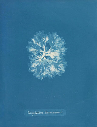 Anna Atkins - Nitophyllum Bonnemaisoni.webp