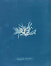 Nitophyllum lacéré - Anna Atkins — vista de la obra