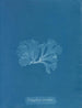 Nitophyllum punctatum - Anna Atkins — vista de la obra