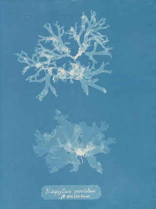 Anna Atkins - Nitophyllum punctatum ocellatum.webp