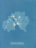 Nitophyllum ulvoideum - Anna Atkins — vista de la obra